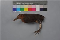 藏品(灰腳秧雞)的圖片